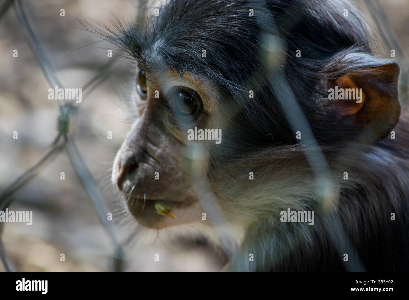 London Zoo Monkey Stock Photos & London Zoo Monkey Stock Images Alamy