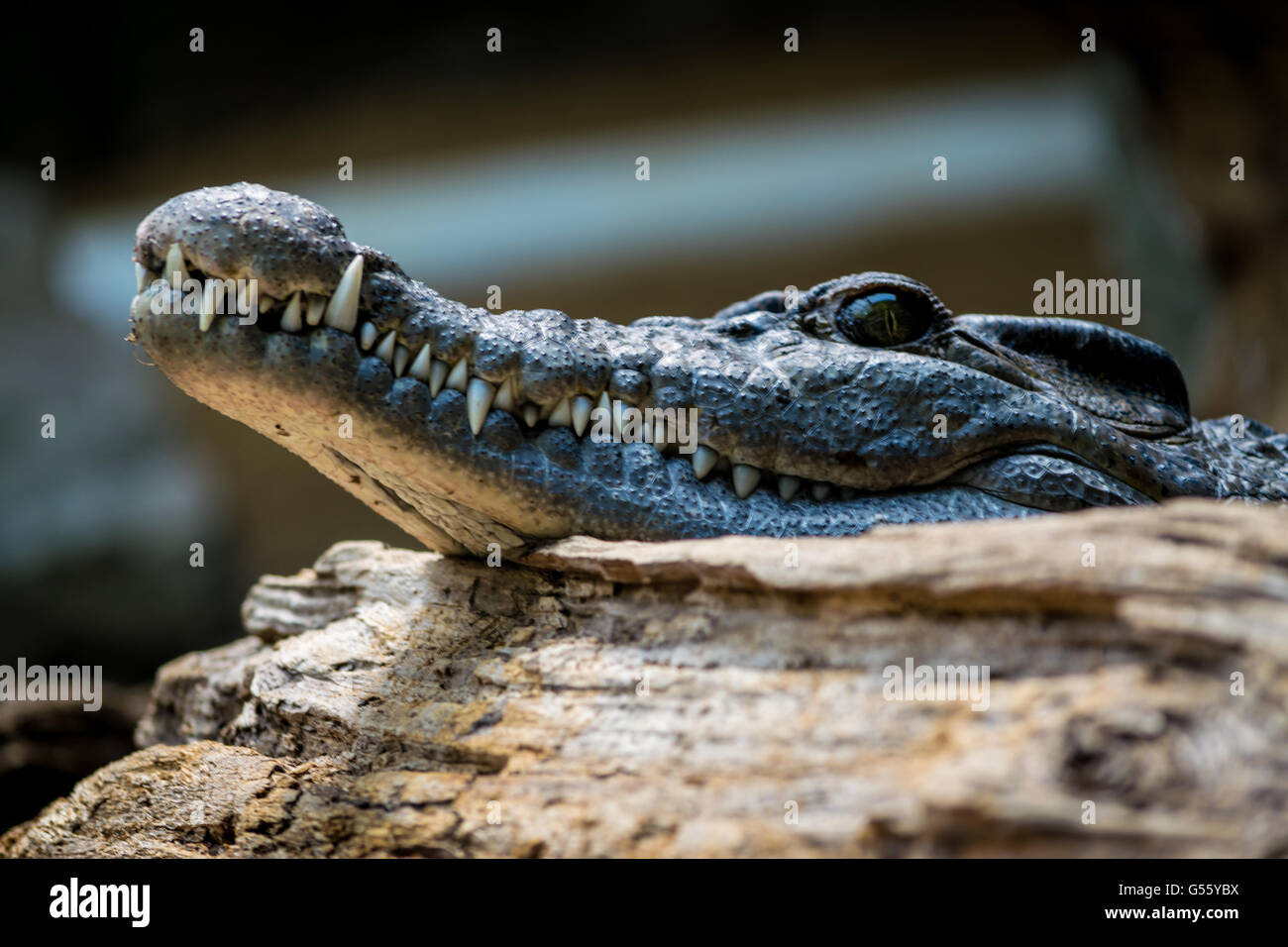 Crocodile at London Zoo Stock Photo