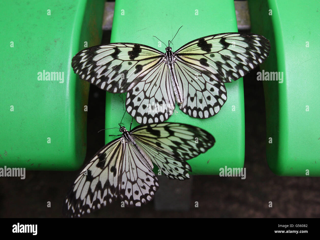 White Nymph butterflies gather on a bench at Butterfly World near