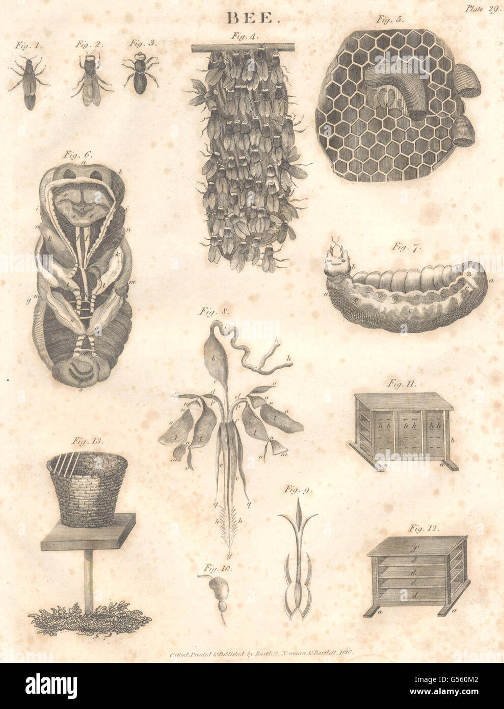 BEES & BEE-KEEPING: Hive, honeycomb. (Oxford Encyclopaedia), old print ...