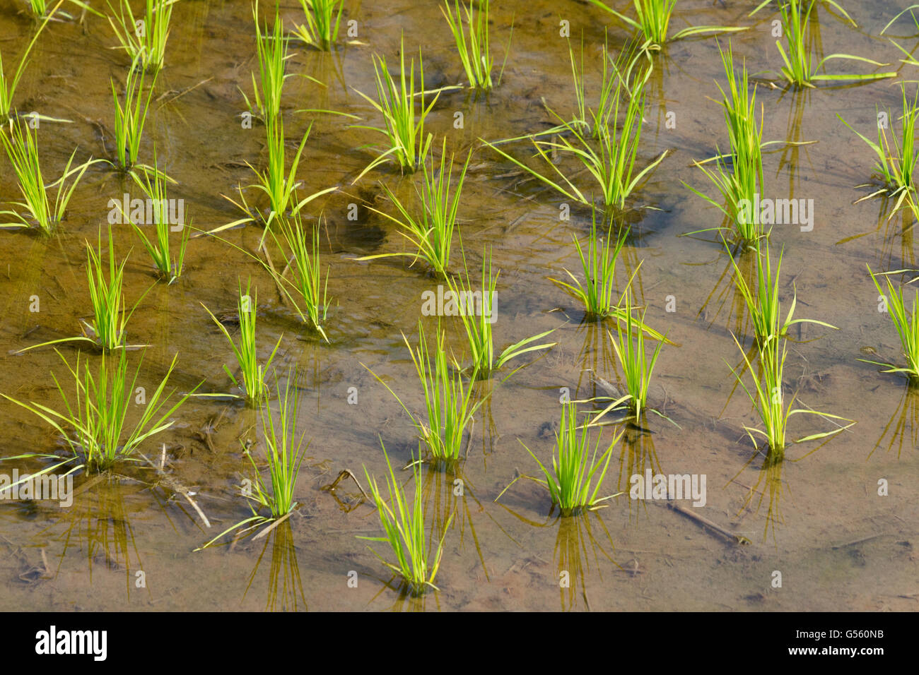 Indonesia, Sulawesi Selatan, Toraja utara, rice plants Stock Photo - Alamy