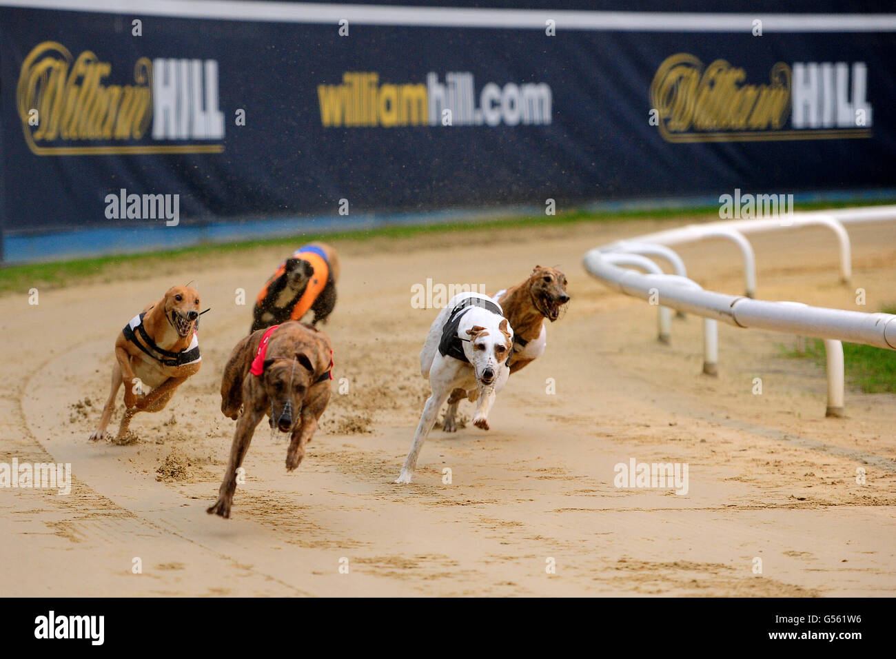 Grey Hound Racing High Resolution Stock Photography And Images Alamy