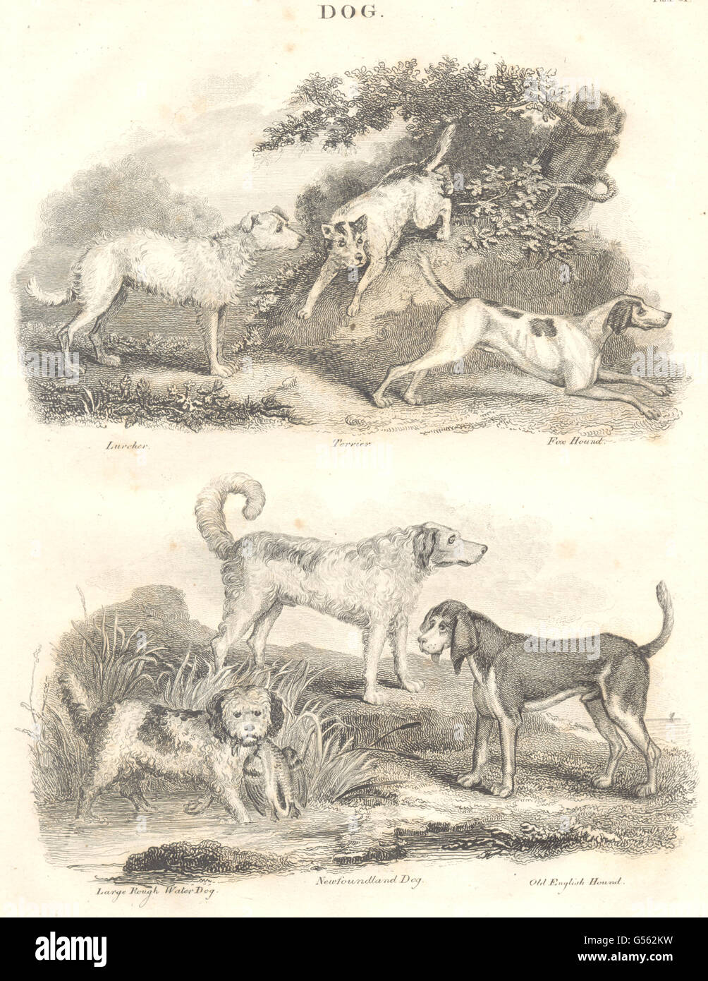 DOGS: Lurcher; Terrier; Old English, Fox Hound; Rough Waterdog; NL, print 1830 Stock Photo