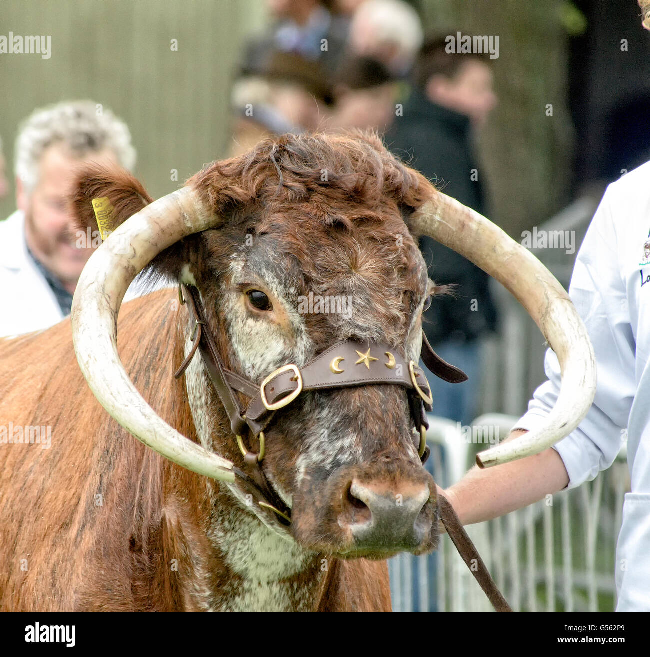 A long horn cow shown at the Three Counties Show Stock Photo