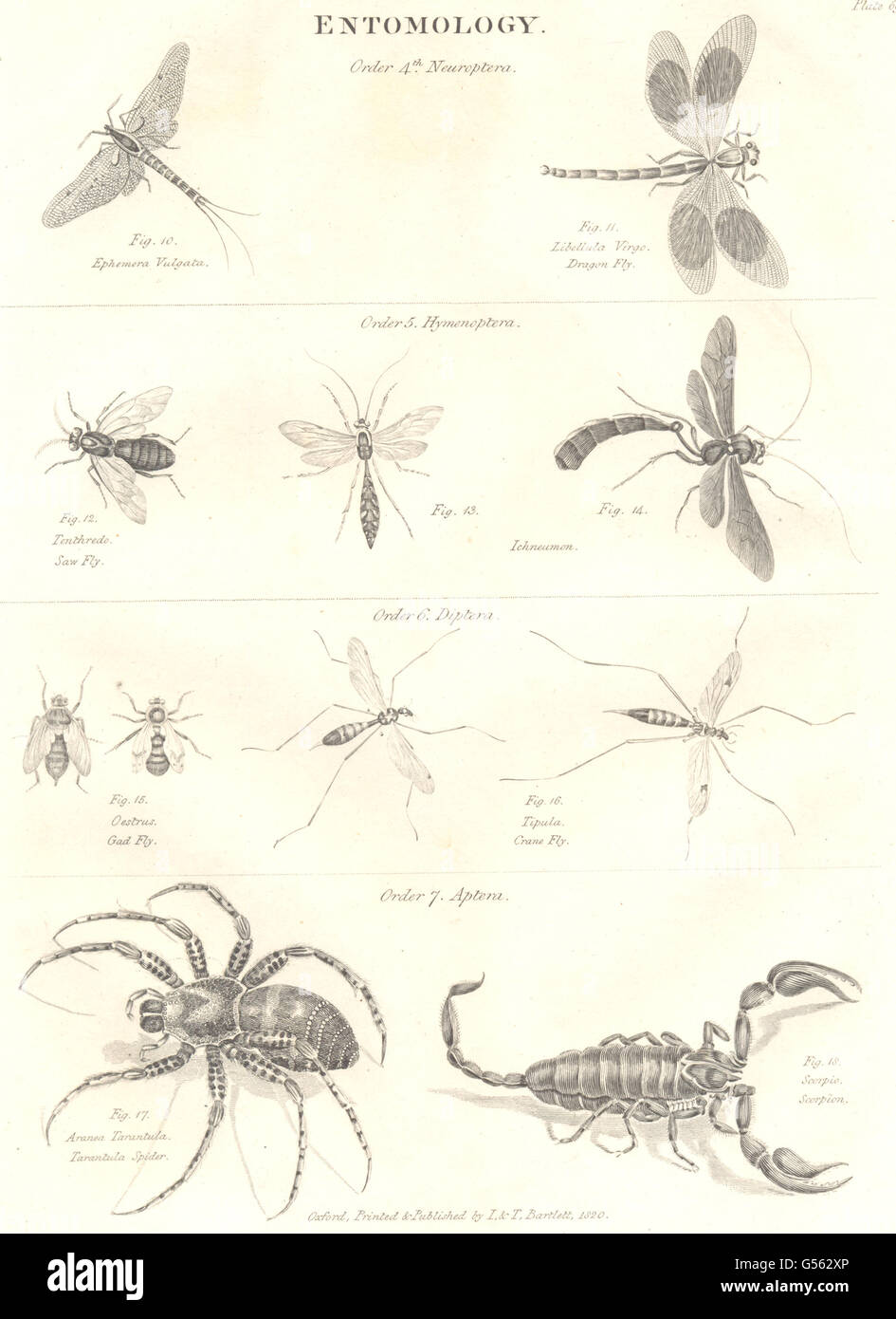 ENTOMOLOGY: Dragon Crane Gad Saw Fly; Tarantula Spider; Scorpion, print 1830 Stock Photo