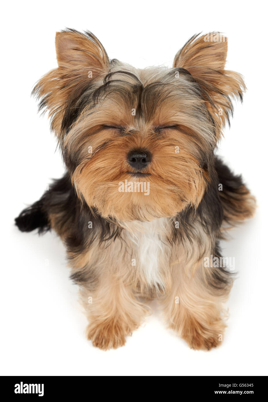 Puppy closed eyes sitting on white isolated background Stock Photo