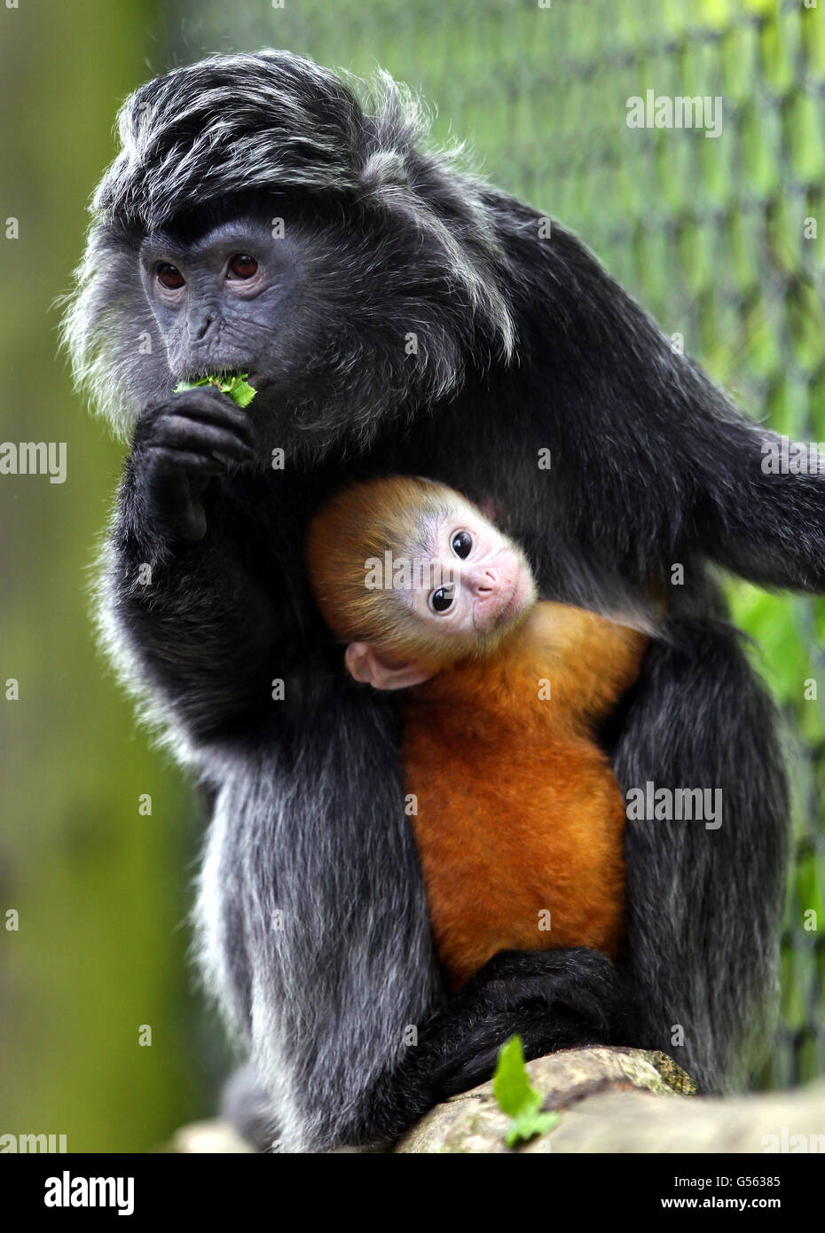 Malang, a one month old female Javan langur is cradled by it's mother ...