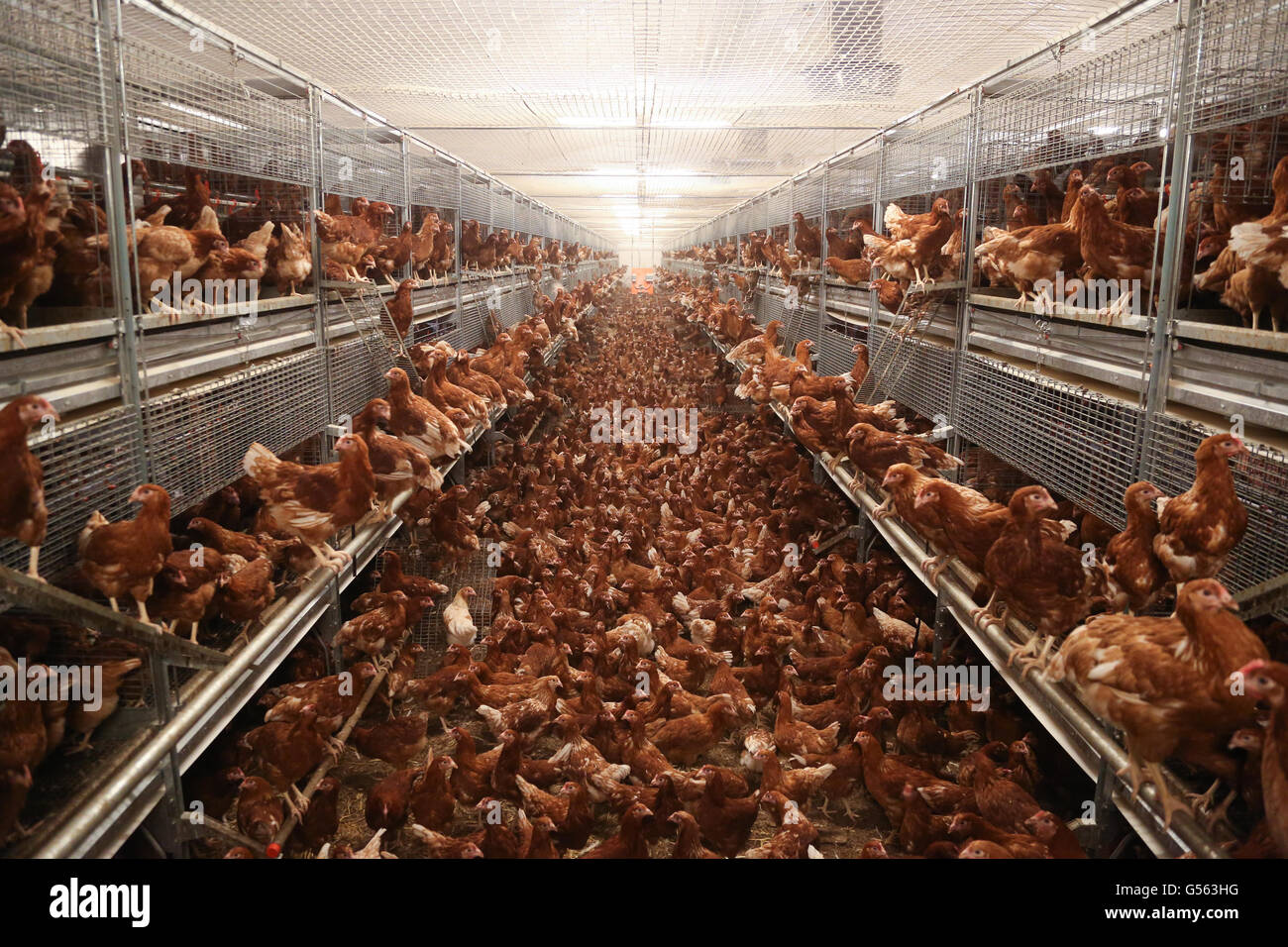 Pullets on a free range farm in, England, UK. Stock Photo