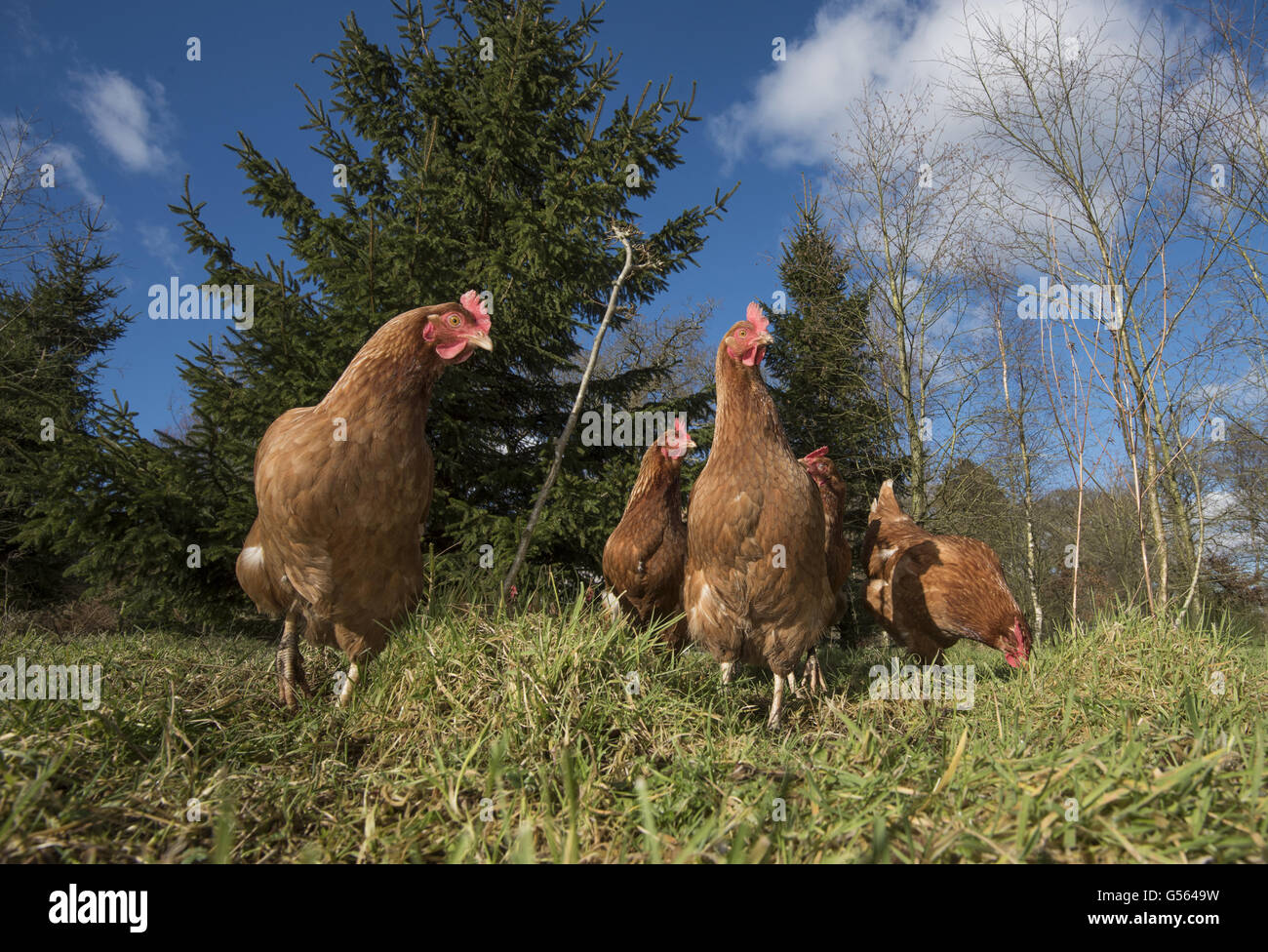 Domestic poultry chickens hens hi-res stock photography and images - Alamy