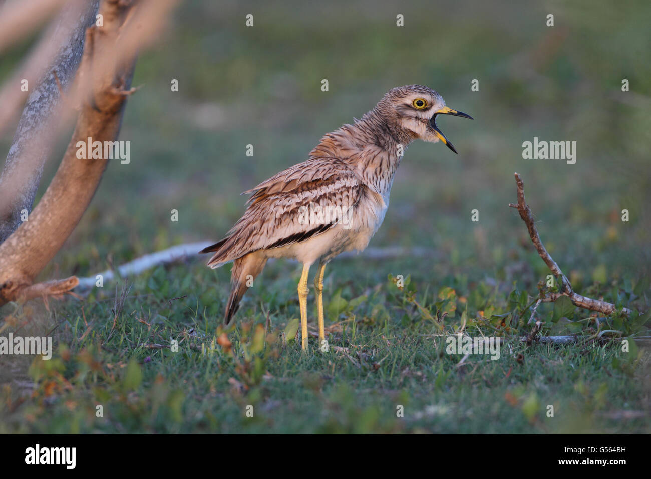 Eurasian Stone-curlew (Burhinus oedicnemus saharae) adult, calling, in evening sunlight, Agadir, Morocco, March Stock Photo