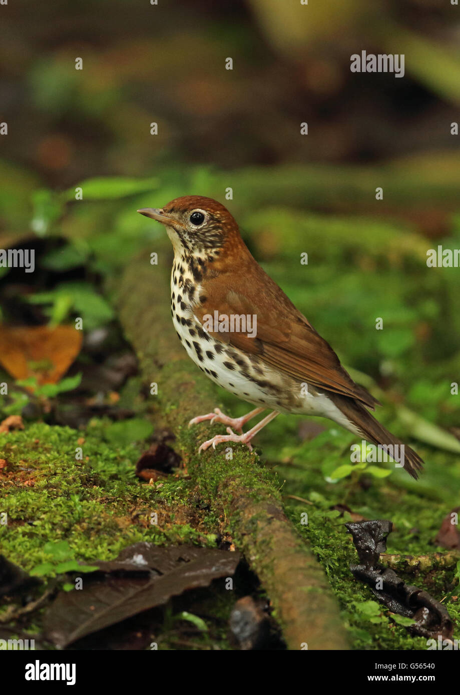 Wood Thrush (Hylocichla mustelina) adult, perched on moss covered fallen branch, Picacho N.P., Honduras, February Stock Photo