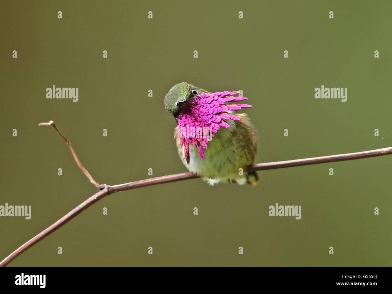 Wine-throated Hummingbird (Atthis ellioti selasphoroides) adult male, displaying, perched on twig, La Tigra N.P., Honduras, February Stock Photo