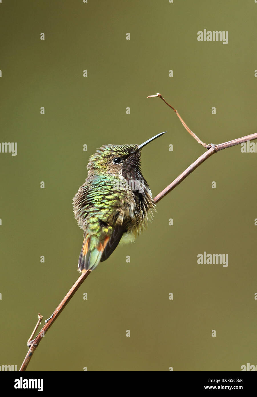 Wine-throated Hummingbird (Atthis ellioti selasphoroides) adult male, perched on twig, La Tigra N.P., Honduras, February Stock Photo