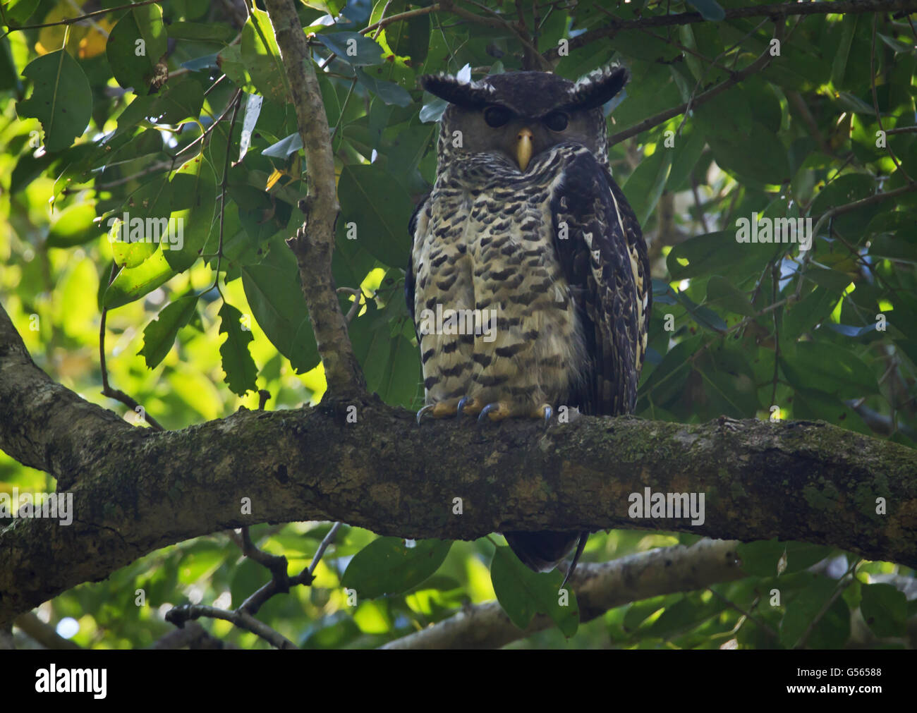 Spot-bellied Eagle-owl (Bubo nipalensis) adult, perched on branch, Jim Corbett N.P., Uttarakhand, India, February Stock Photo