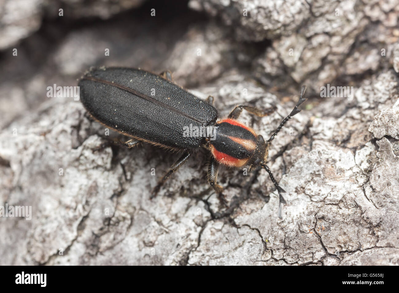 A Checkered Beetle (Chariessa pilosa) explores the bark of a dead tree. Stock Photo