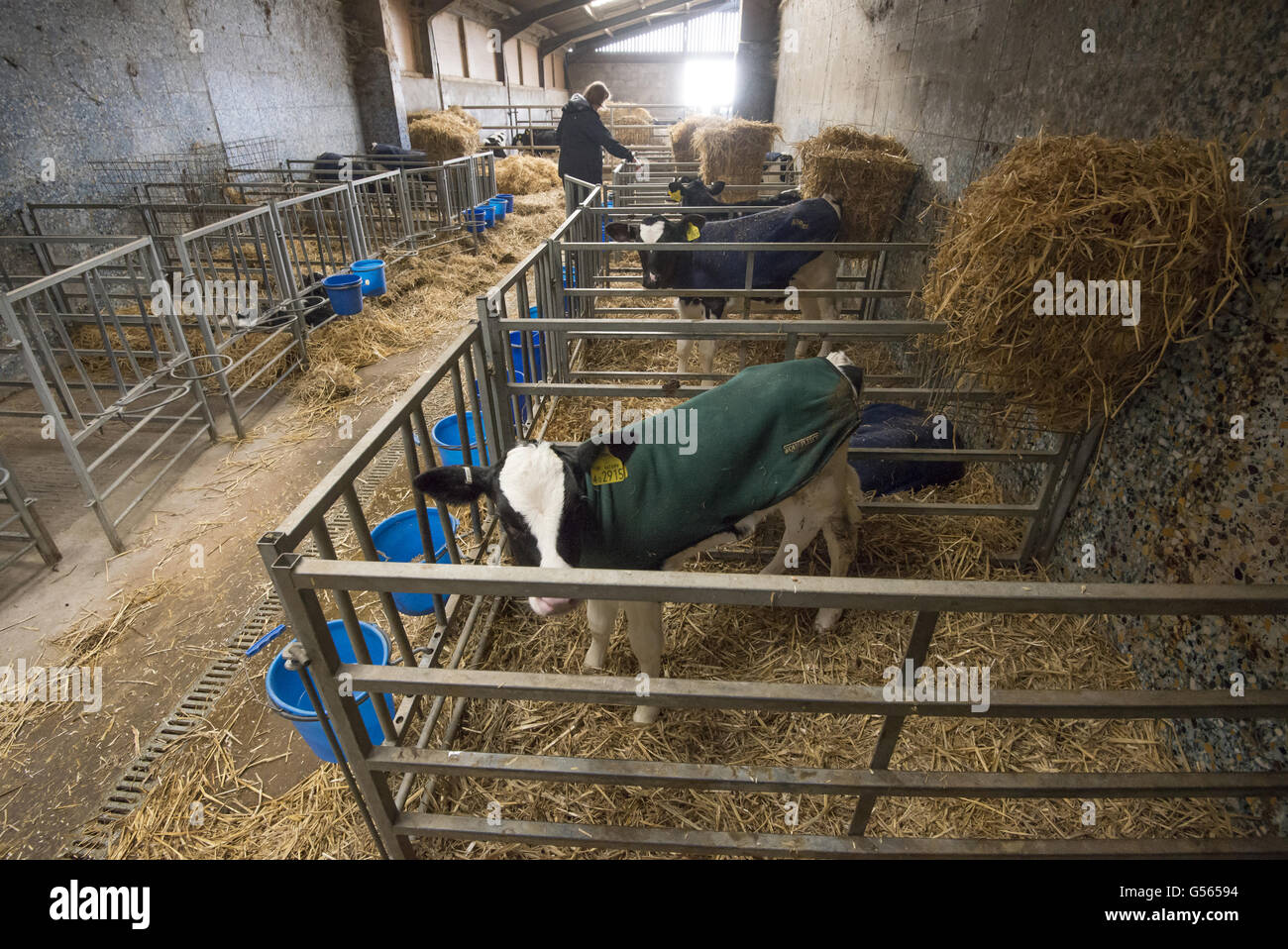 Domestic Cattle, calves, wearing fleece coats, standing on straw