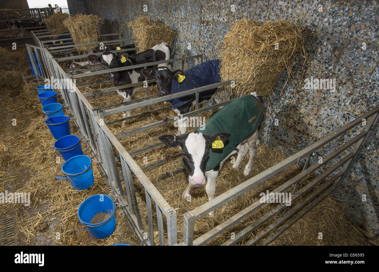 Domestic Cattle, calves, wearing fleece coats, standing on straw