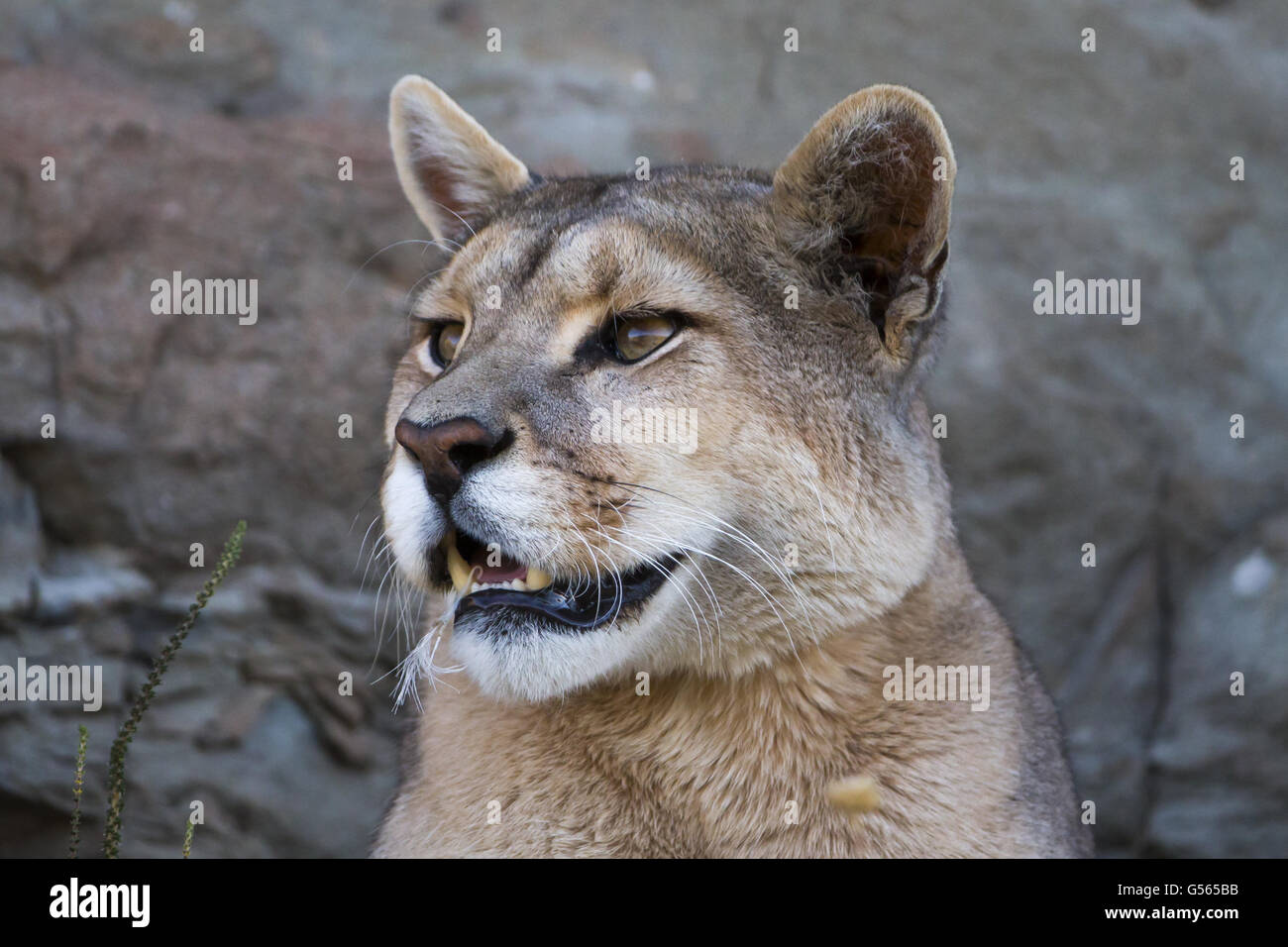 Puma (Puma concolor puma) adult, close-up of head, Torres del Paine N.P.,  Southern Patagonia, Chile, March Stock Photo - Alamy