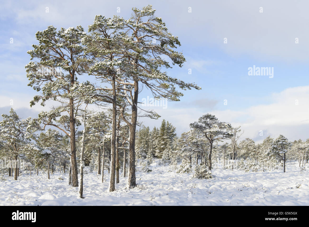 Scots Pine (Pinus sylvestris) forest habitat in snow, Rothiemurchus Forest, Strathspey, Cairngorms N.P., Highlands, Scotland, January Stock Photo