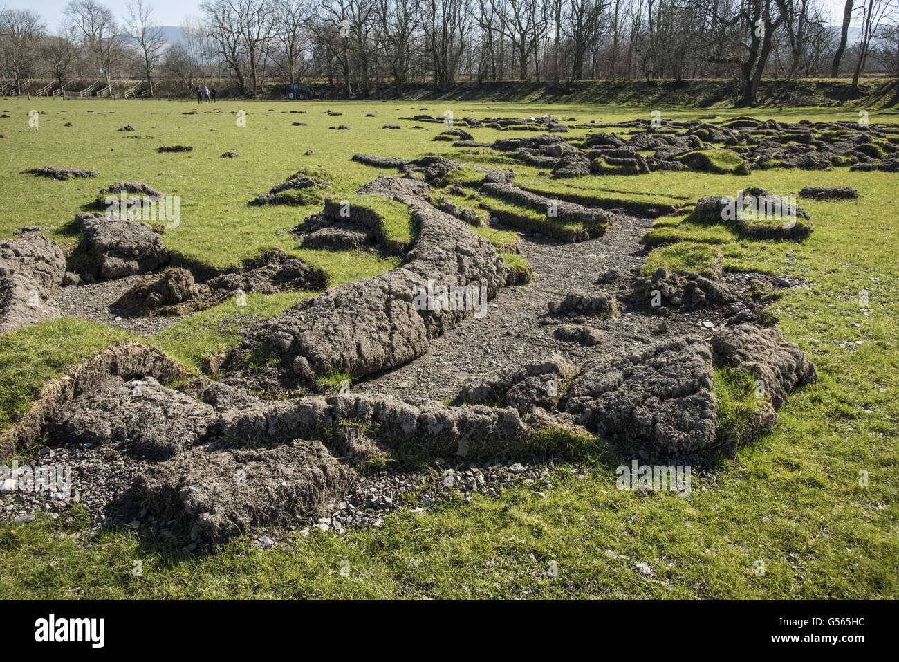 Sods of earth in grassland peeled back by flooding in field, Braithwaite, Lake District, Cumbria, England, March Stock Photo