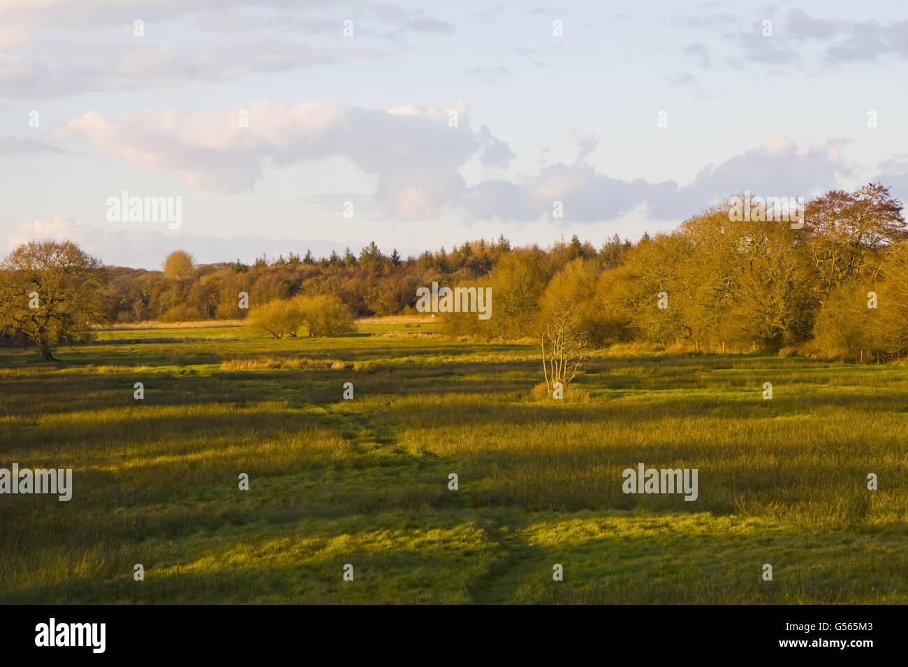 Rough pasture and woodland in evening sunlight, River Frome Valley, Wool, Dorset, England, March Stock Photo