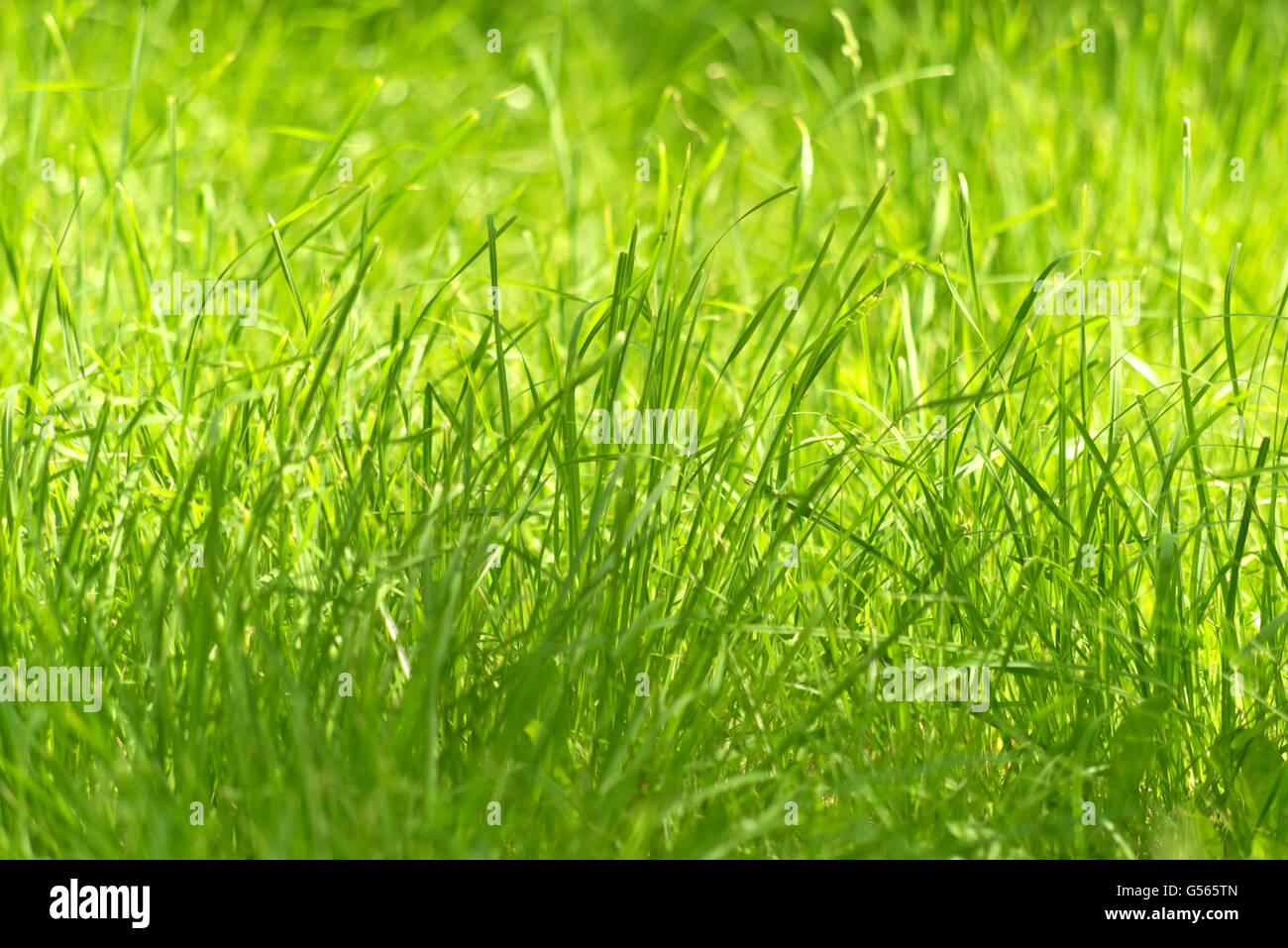 close up shot of new green grass Stock Photo - Alamy