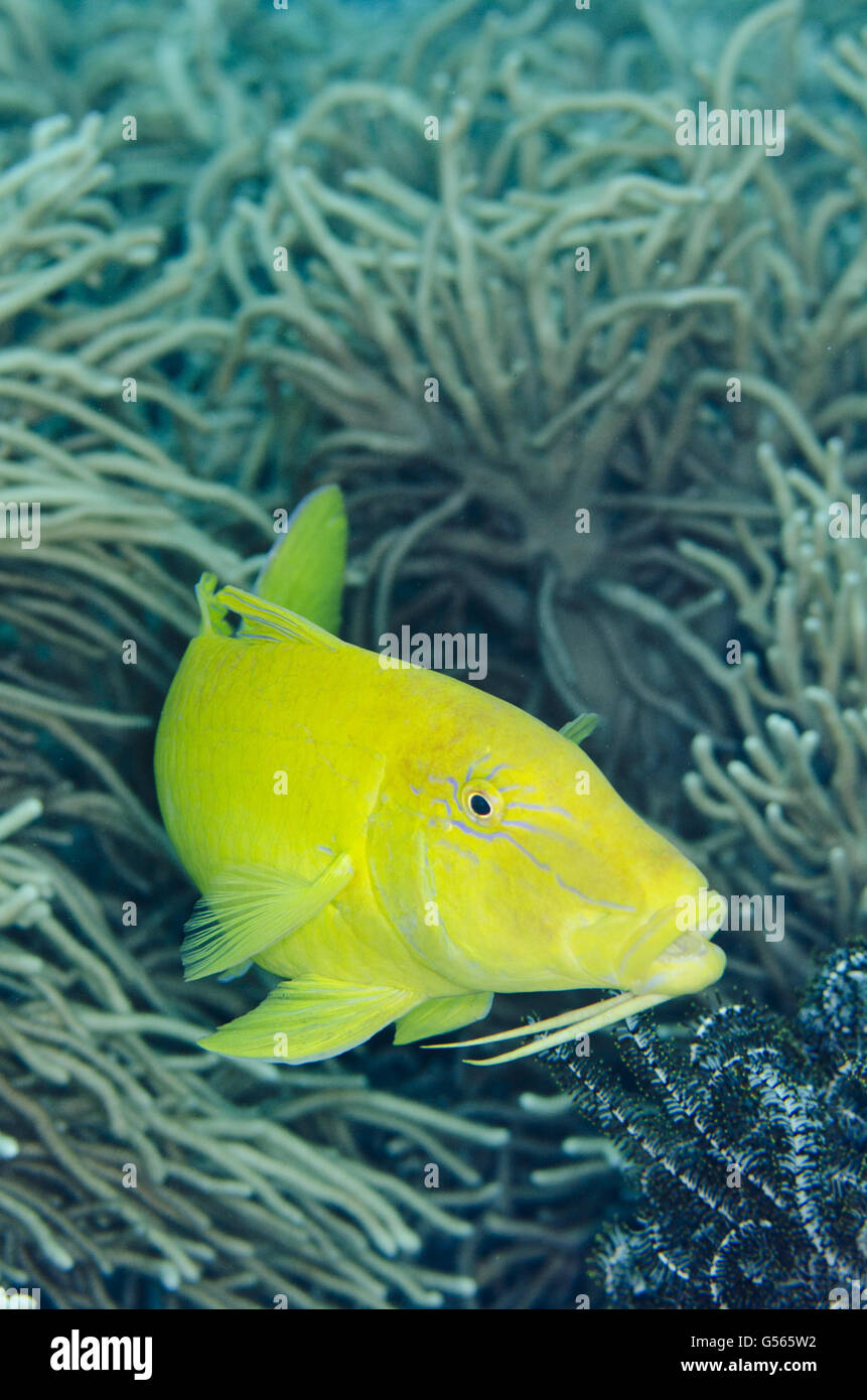 Goldsaddle Goatfish (Parupeneus cyclostomus), Anti-chovie Sea Mount dive site, Farondi Island, Misool, Raja Ampat (4 Kings), West Papua, Indonesia Stock Photo