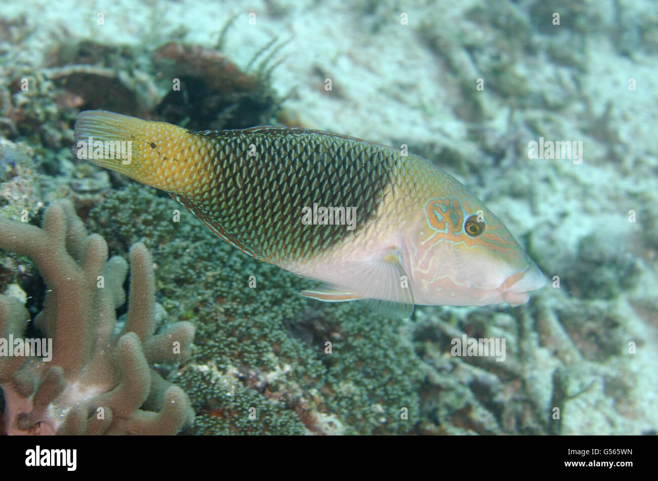 Geographic Wrasse (Anampses geographicus) male, Mangrove Ridge dive site, Yanggefo Island, Dampier Straits, Raja Ampat (4 Kings), West Papua, Indonesia Stock Photo