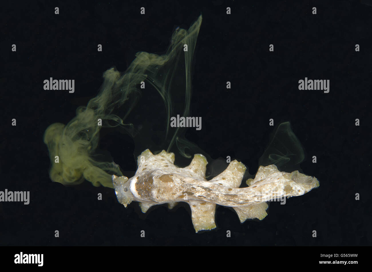 Cryptic Flatworm (Pseudobiceros kryptos) producing chemical repellent, Night dive, Arborek Jetty dive site, Arborek Island, Dampier Straits, Raja Ampat (4 Kings), West Papua, Indonesia Stock Photo