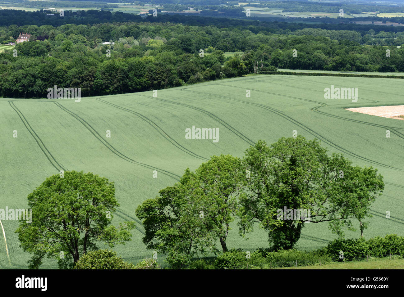Looking down on a field of wheat in ear with clear tramlines and mature trees in fresh green leaf, Berkshire, England, June Stock Photo