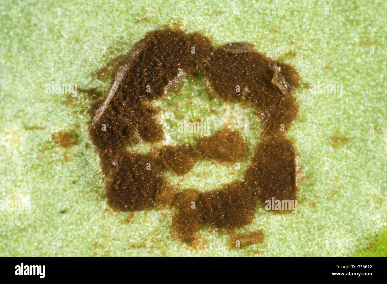 Photomicrograph of a circular pustule of antirrhinum rust, Puccinia, arenariae, on a leaf underside, Berkshire, England, August Stock Photo
