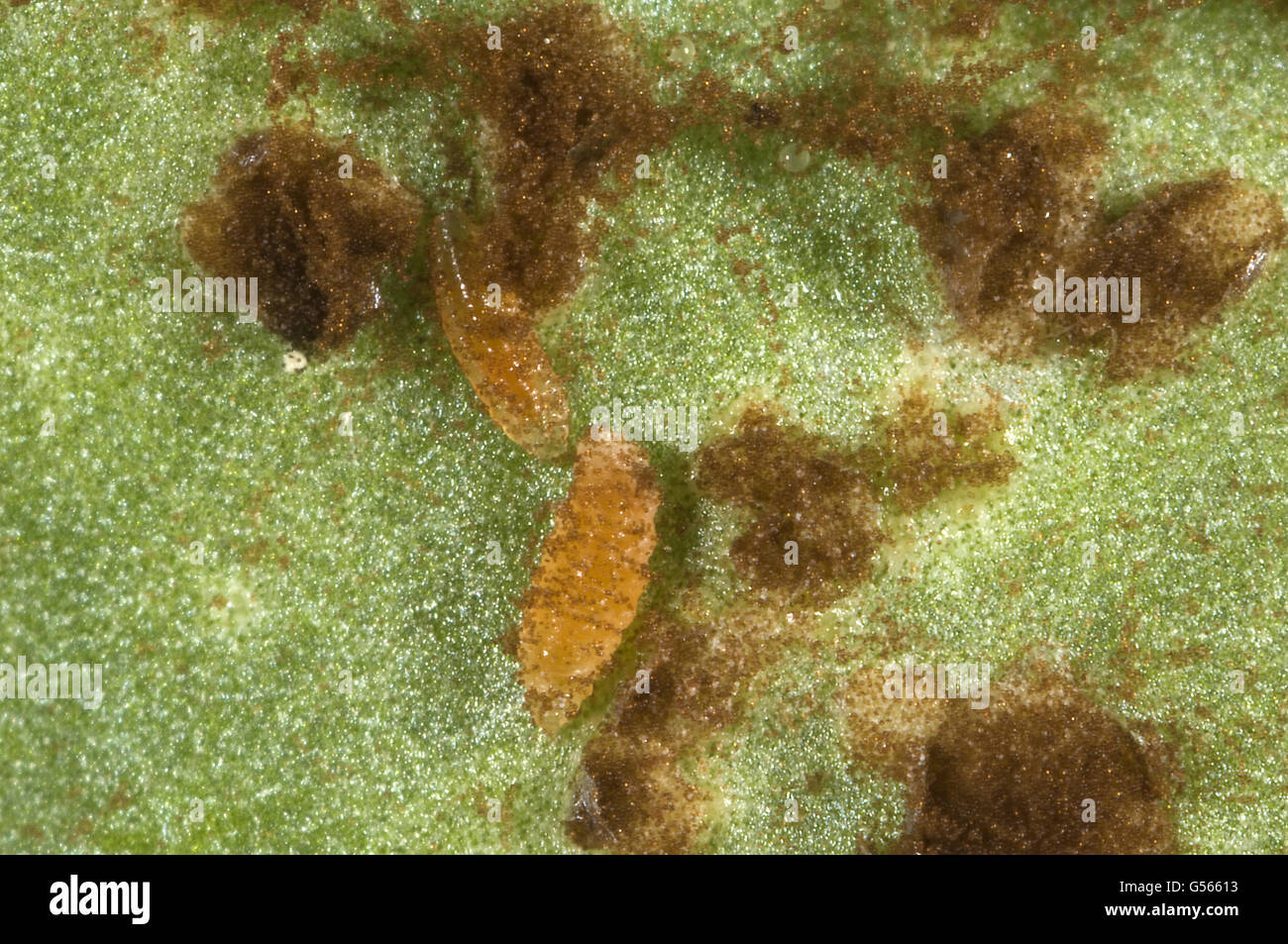 Photomicrograph of midge larvae feeding on spores of antirrhinum rust, Puccinia, arenariae, pustule, Berkshire, England, August Stock Photo