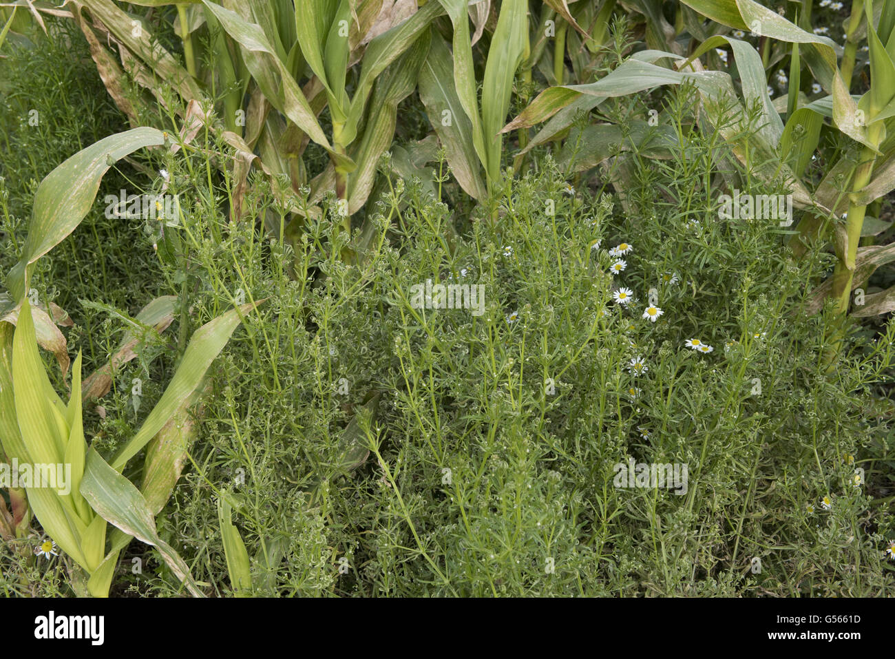 Common Cleavers, Galium aparine, seedling and flowering in a maturing