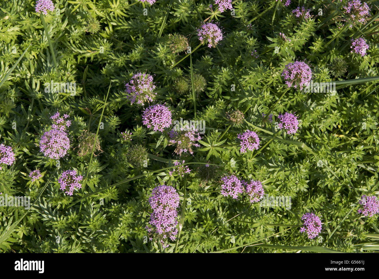 Large-styled Crosswort, Phuopsis stylosa, flowering in garden, Dorset, England, October Stock Photo