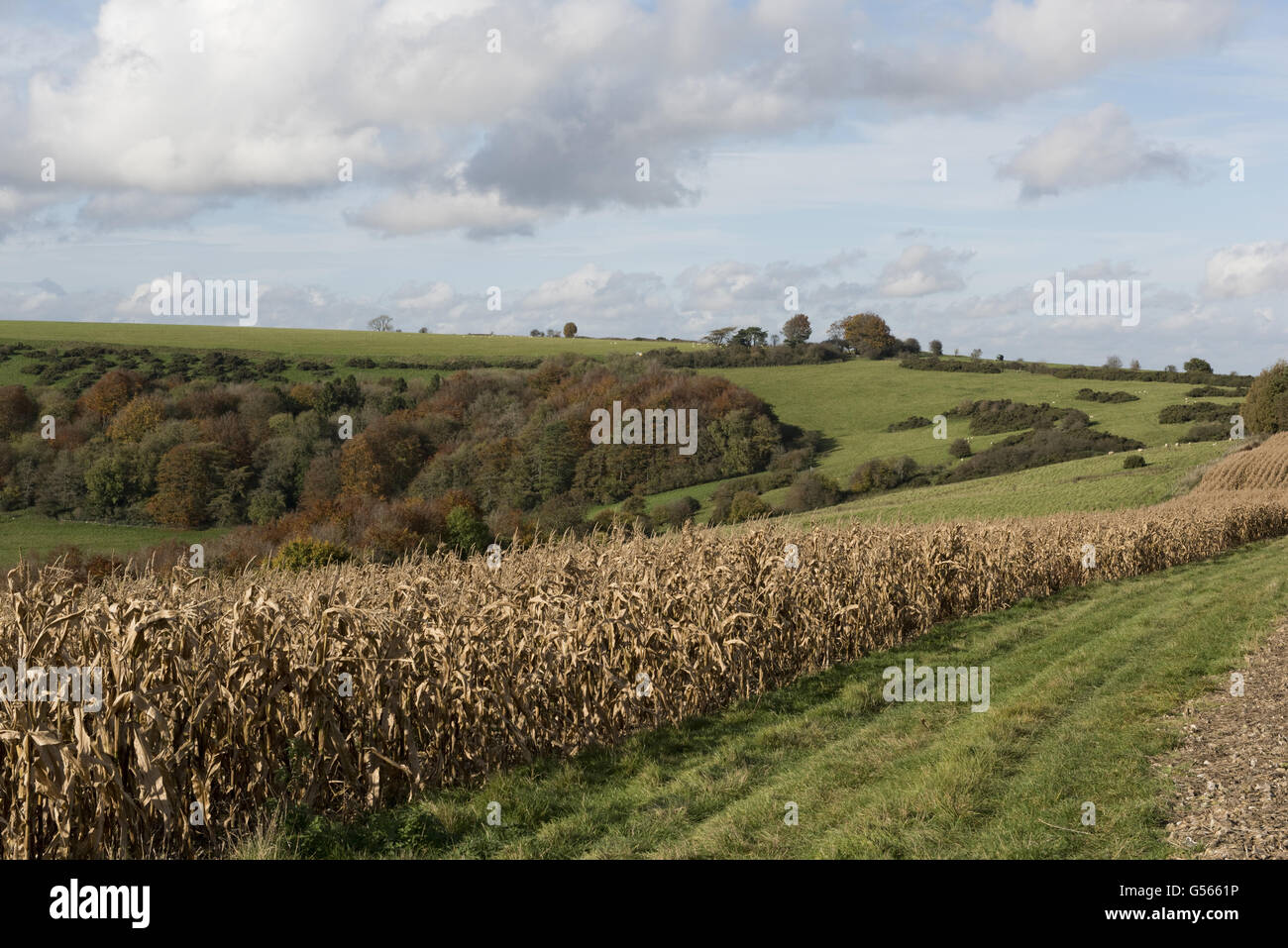Dry dessicated maize game cover crop in autumn with colourful downland
