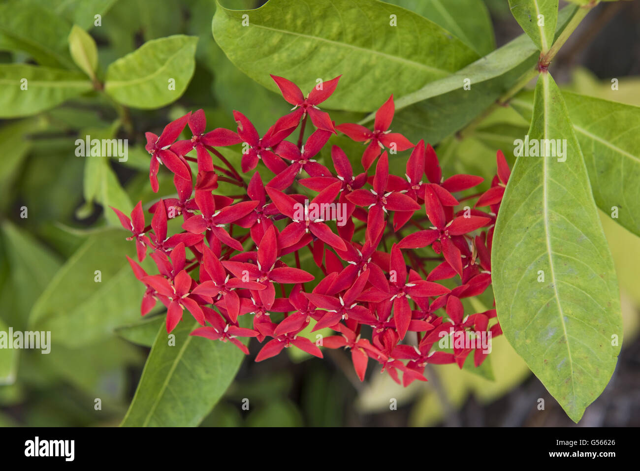 Flame of the woods, jungle geranium, jungle flame, Ixora coccinea, flower red ornamental plant, Bangkok, Thailand, January Stock Photo