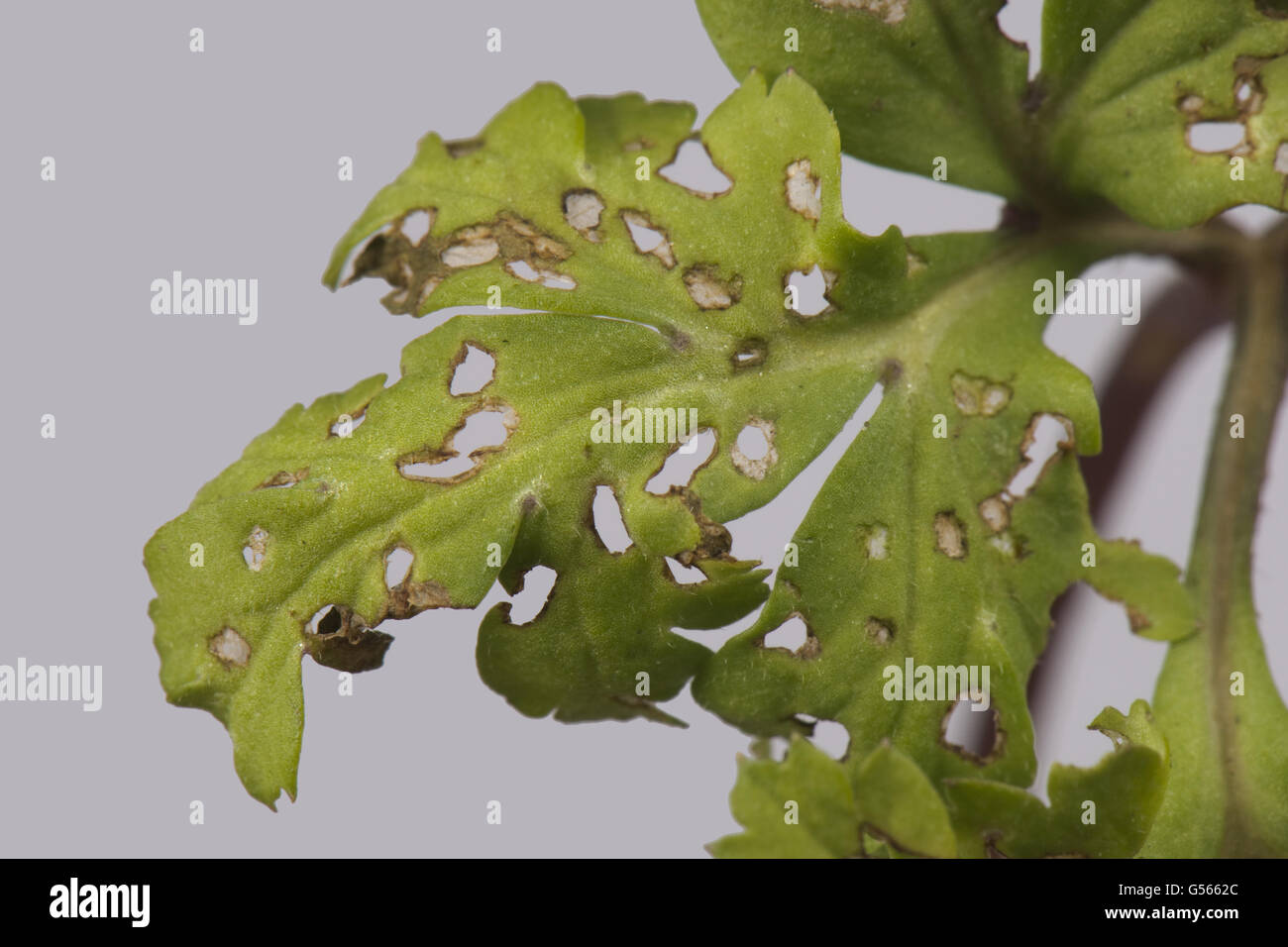 Flea beetle damage holes on the leaves of Anemone coronaria, a perennial garden ornamental, Berkshire, England, February Stock Photo