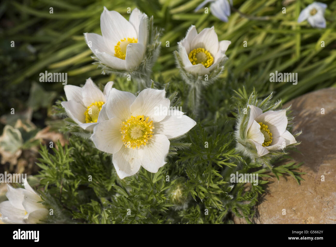 White Pasqueflower, Pulsatilla vulgaris 'Alba' ornamental perennial plant flowering on garden rockery in early spring, Berkshire, England, April Stock Photo