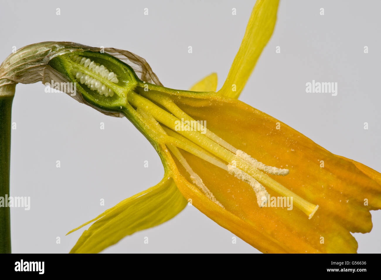 Section through Narcissus cyclamineus 'Jetfire' daffodil flower showing the structures with the trumpet Stock Photo