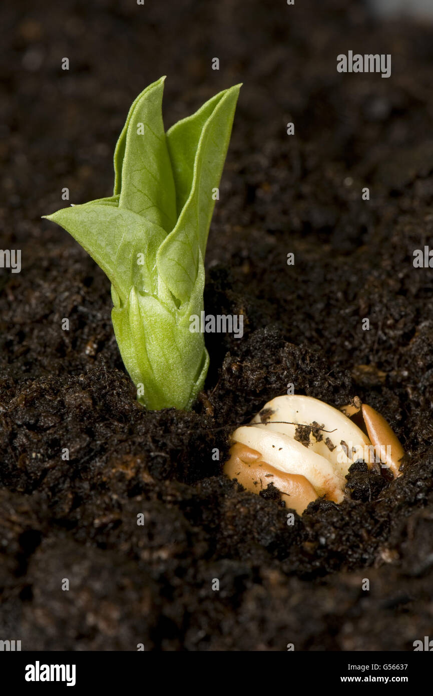 Leaves of a young broad bean seedling emerging above the soil Stock Photo