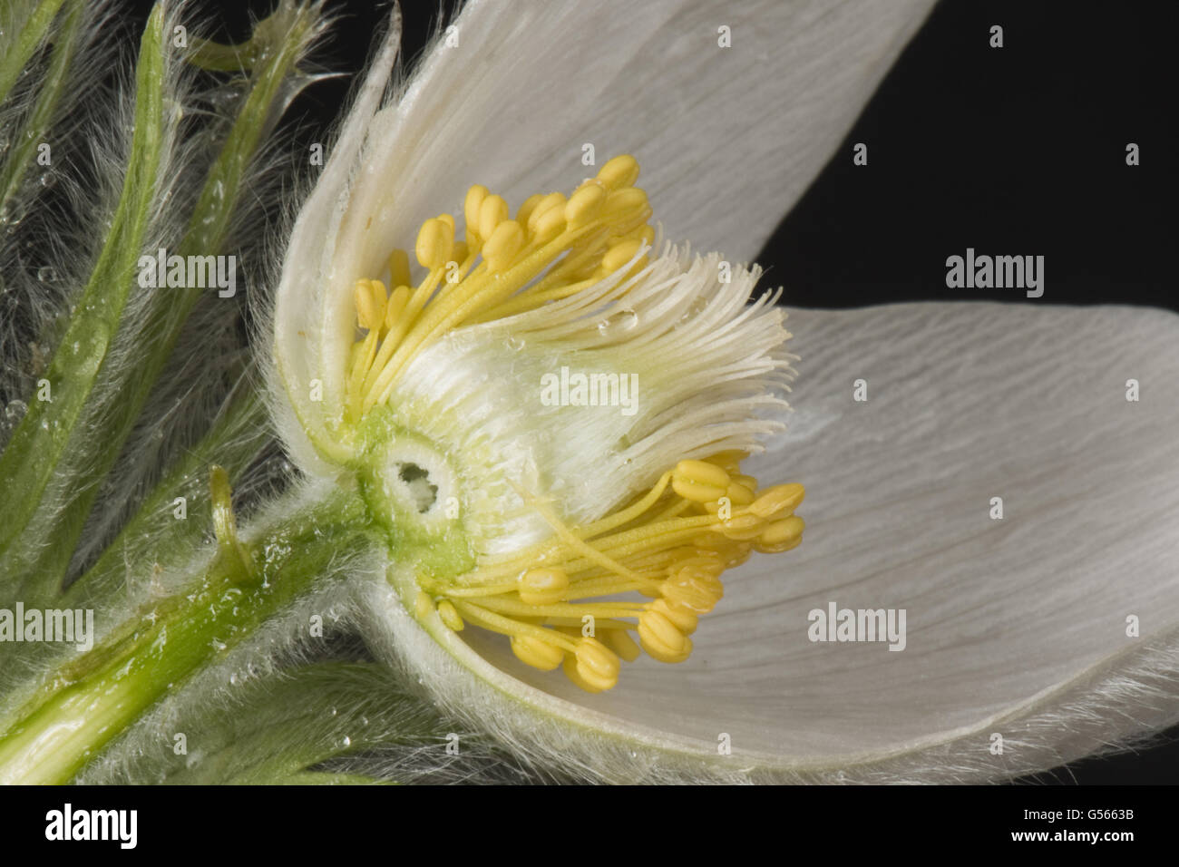 White Pasqueflower, Pulsatilla vulgaris 'Alba' ornamental perennial plant flower section to show its structure Stock Photo