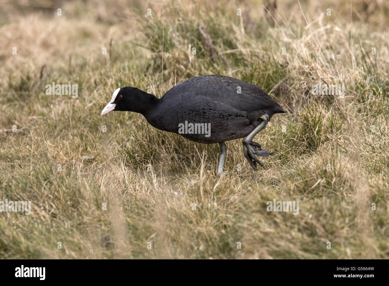 Coot showing lobed foot. Stock Photo