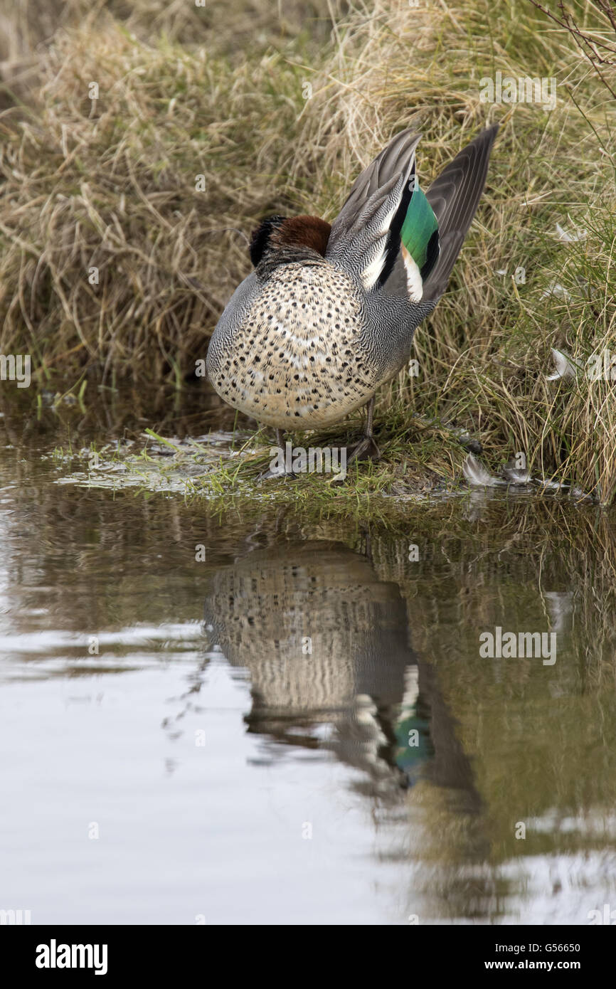 Eurasian Teal male showing green speculum wing Stock Photo