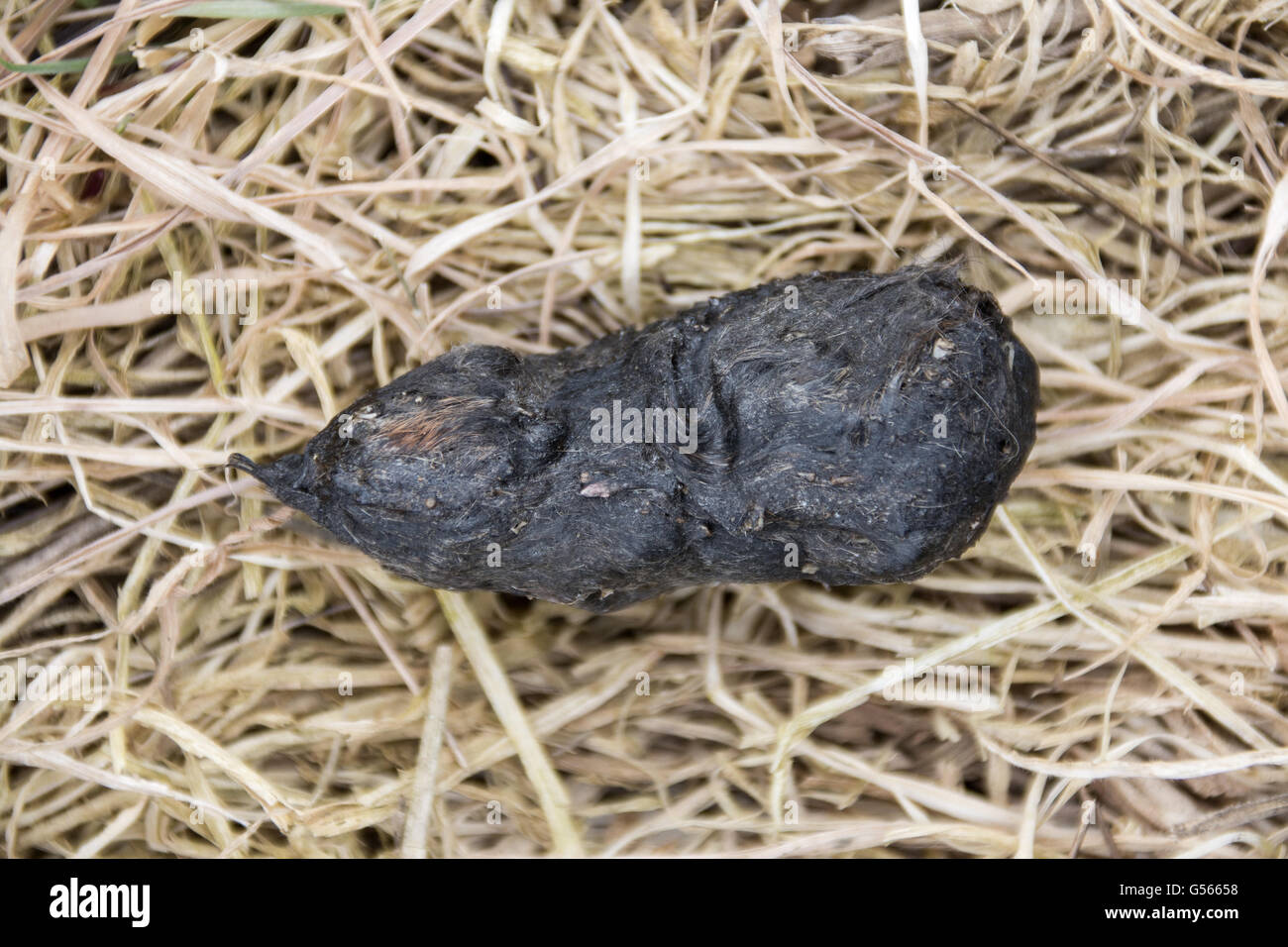 Barn Owl pellet showing mouse fur and small mammal bones Stock Photo