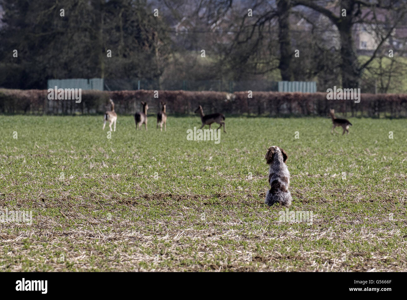 Spinone Italiano is an Italian dog breed. It is traditionally used for hunting, pointing, and