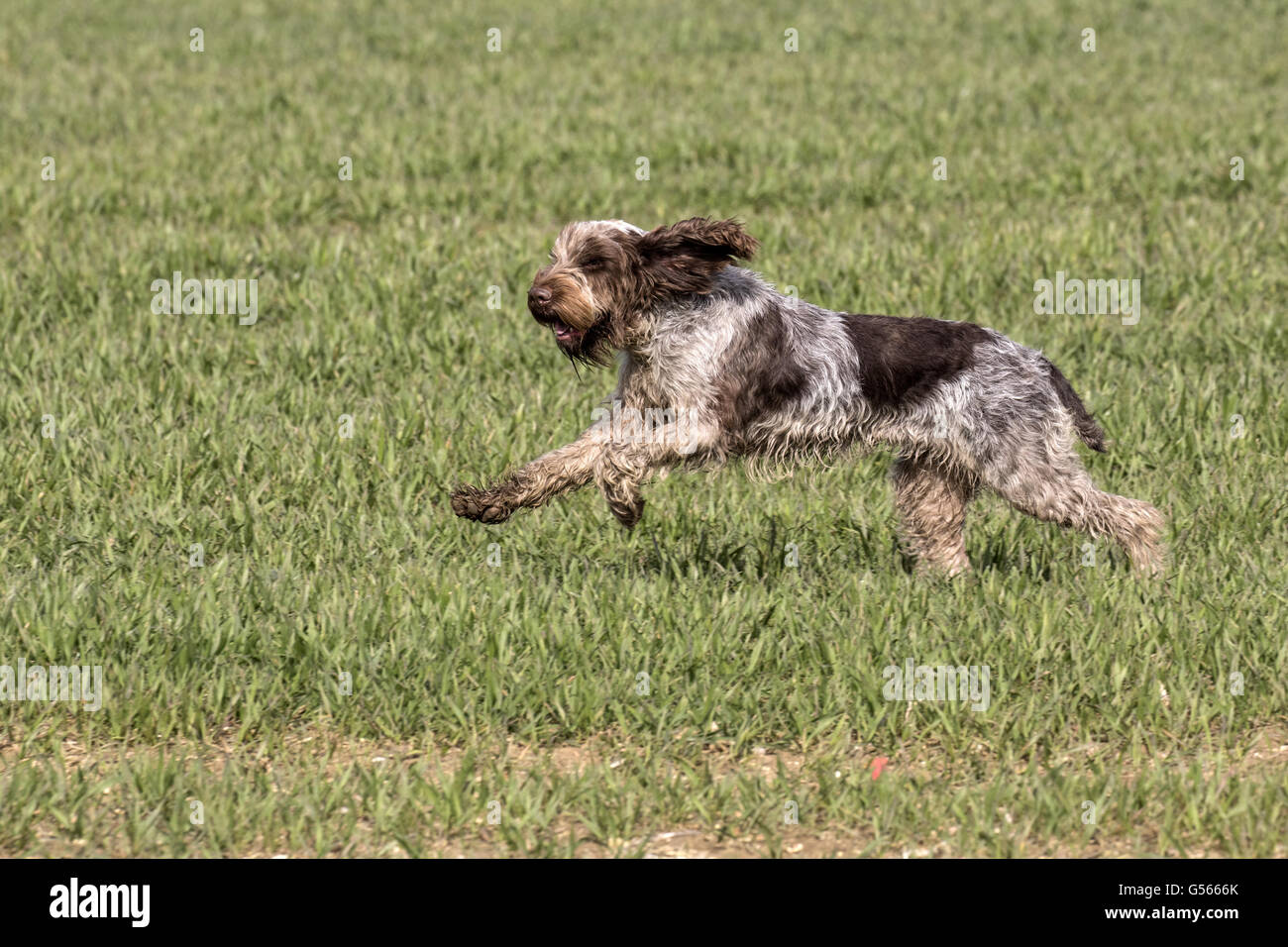 Spinone Italiano is an Italian dog breed. It is traditionally used for hunting, pointing, and