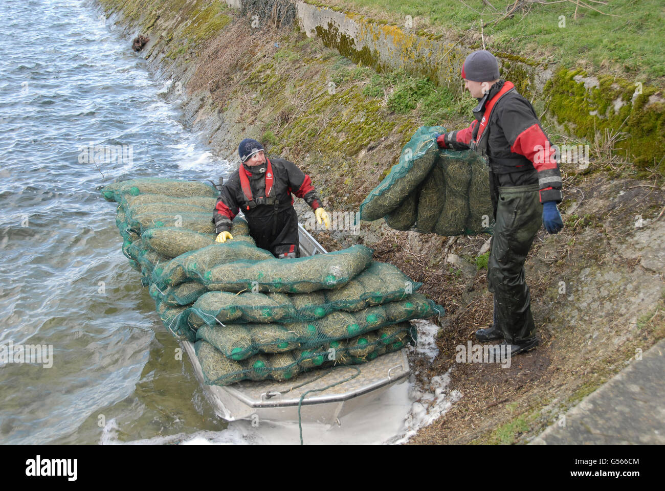 Employees from Aguascience Ltd loading barley straw nets into boat, in preparation for laying in water to destroy toxic algae on behalf of Canal and River Trust, Startops End Reservoir, Tring Reservoirs, Buckinghamshire, England, February Stock Photo