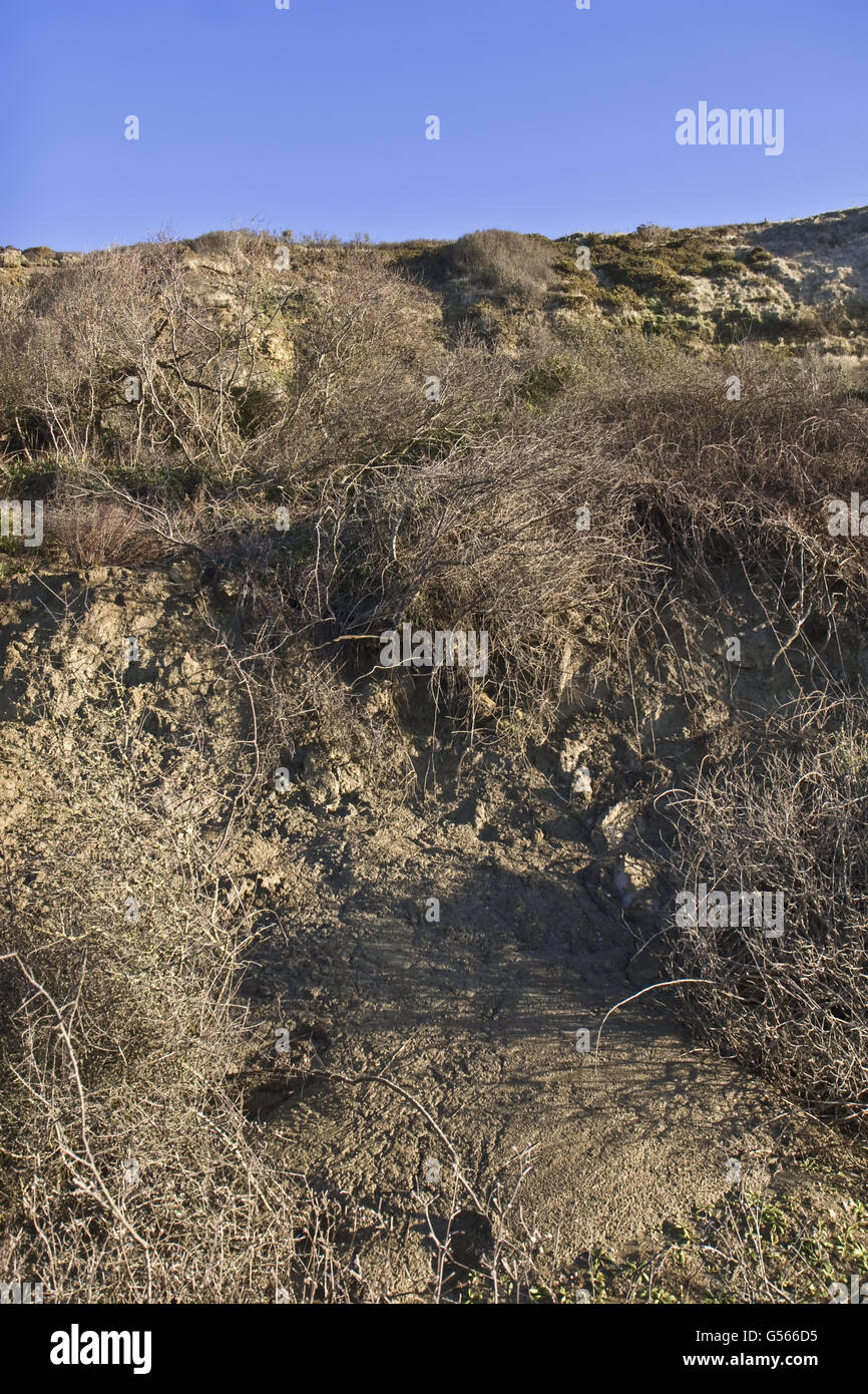 View of recent landslip with mudslide and bushes at base of cliff, Osmington, Dorset, England, January Stock Photo