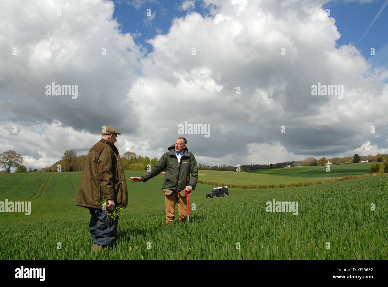 Agronomist and farmer examining crop of wheat, near Berkhamsted, Hertfordshire, England, April Stock Photo