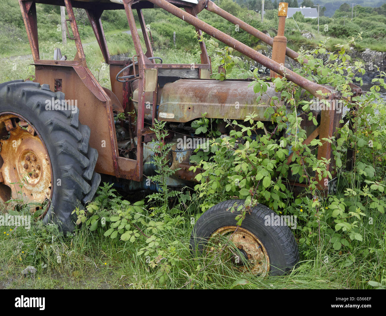 Rusty abandoned Fordson tractor, overgrown with brambles, Isle of Mull, Inner Hebrides, Scotland, July Stock Photo